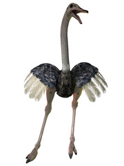 3d illustration of a ostrich