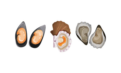 Oyster and Bivalved Mollusk as Seafood and Marine Delicacy Vector Set © Happypictures