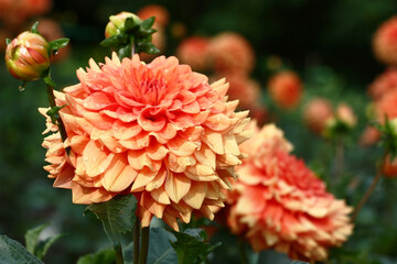 Flower bed flowers decorate dahlias with petals of salmon color.In total in water drops after a rain.
