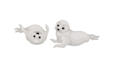 White Fur Seals as Pinniped Specie with Vibrissae and Dense Underfur Vector Set