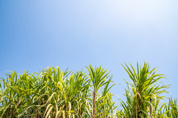 A sugarcane forest under the blue sky