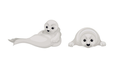 White Fur Seals as Pinniped Specie with Vibrissae and Dense Underfur Vector Set