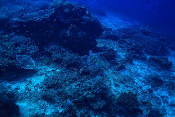 Fototapeta na wymiar sea turtle underwater / exotic nature sea animal underwater turtle