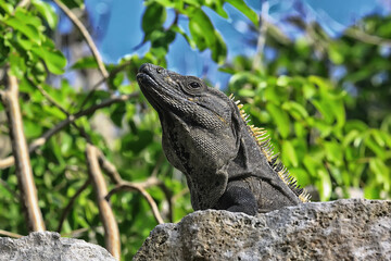 Obraz premium big iguana basking in the sun in mexico, animal yucatan
