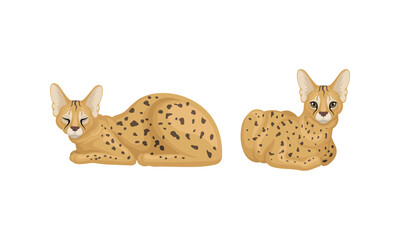 Serval as African Wild Cat with Small Head and Large Ears Lying Vector Set