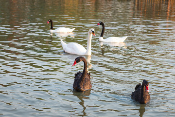 Black swan, white swan, and black-necked swan in the pool.
