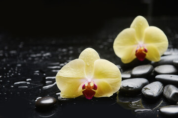 spa still life of with two yellow orchid 
and zen black stones ,wet background
