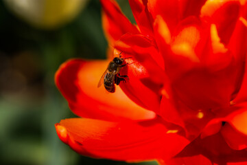 Bee on a red tulip close-up. Macrophotography of spring flowers. A bright tulip bloomed in the garden. A warm spring sunny day. Insects pollinate flowers and collect nectar. Selective focus, blurred