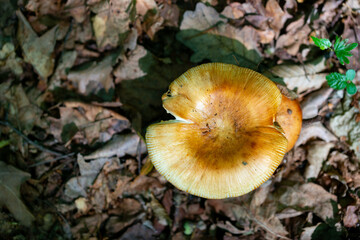 inedible mushrooms from the forest where we go on a holiday trip