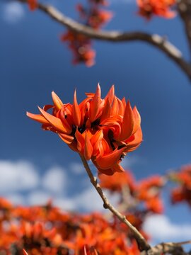 Red Flower Against Blue Sky