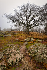 Omberg hill in &Ouml;sterg&ouml;tland, Sweden. Rocky ground, big tree on the right. Foggy, autumn day. No leaves on the trees