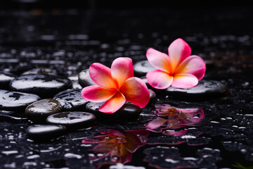 Two pink frangipani closeup and zen black stones background