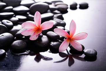 Fototapeta na wymiar Two pink frangipani closeup and zen black stones background 
