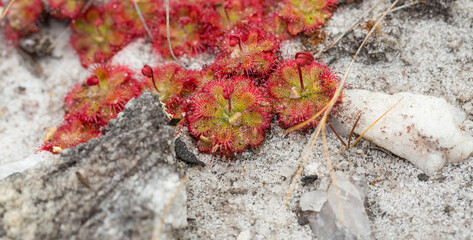 some rosettes of Drosera tentaculata in dry, sandy habitat close to Diamantina in Minas Gerais, Brazil