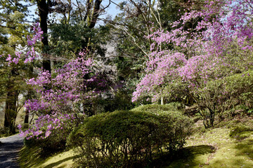 春の石山寺　境内のツツジ　滋賀県大津市
