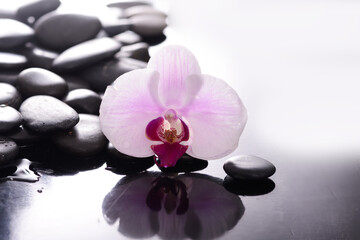 Still life with pink orchid, close up with pile of black stones