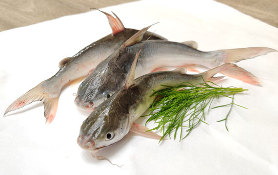 Gafftopsail Cat Fish Fish decorated with herbs and vegetables .Selective Focus.