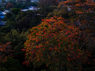 Beautiful aerial view of the Orange blossom flower trees in Costa Rica Royal poinciana or flamboyant tree