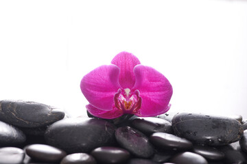 Fototapeta na wymiar pink orchid, close up with pile of black stones