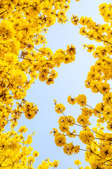 Fototapeta premium Yellow flower campanula blooming in spring