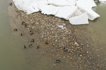 A Flock of Ducks Swimming in the Frozen River near a Snow Shelf