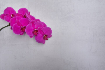 Red orchid flower branch bloom included clipping path on gray background