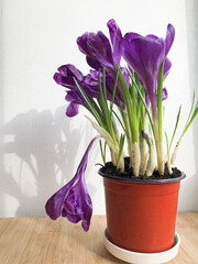 Forced dark violet Crocus vernus Flower Record flowers in a pot in March