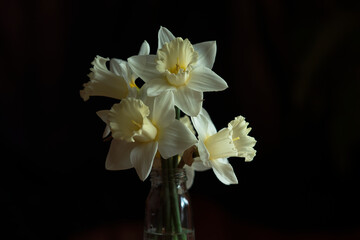 Bouquet of white blossom daffodils isolated on the black background in glass vase.