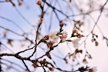 They are flowers in the Korean garden.