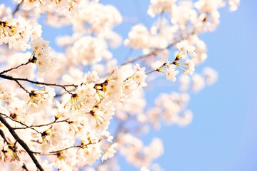 They are flowers in the Korean garden.