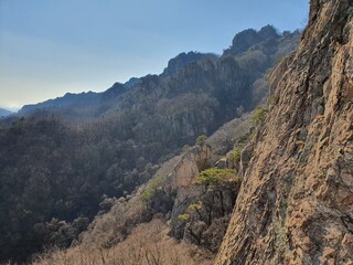 These are pictures of the natural scenery such as flowers, trees, and the sea in Korea.