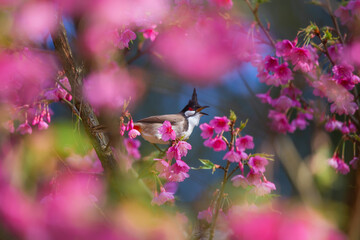 Pink cherry blossoms A little bird enjoying finding nectar from flowers.