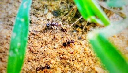 Ants searching for food