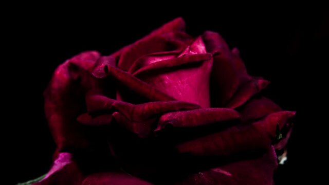 Dark velvet red rose blossoming, macro close-up side view