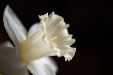 White blossom daffodil isolated on the black background.
