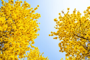 Yellow flower campanula blooming in spring