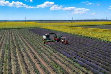 Obraz premium Aerial view of harvesting lavender field