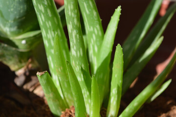 aloe vera leaves