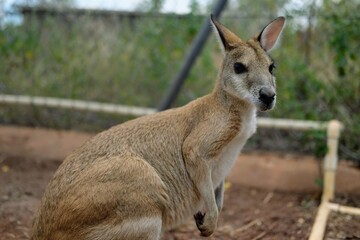 立っているカンガルー