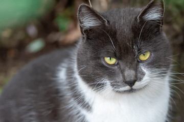 Gray cat with yellow eyes and white breast