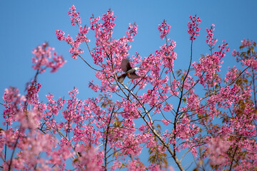 Pink cherry blossoms A little bird enjoying finding nectar from flowers.