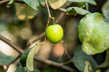 Ziziphus mauritiana, also known as Indian jujube is a multi-purpose tree