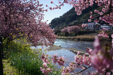 river and  cherry blossom landscape at Izu, Japan