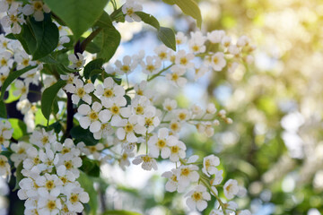 Spring flowering background. Beautiful nature scene with a flowering tree and sun flares. Sunny...