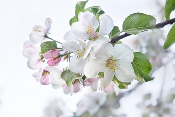 Beautiful flowers of an apple tree on a tree in sunlight. Spring. Blurred background. Selective focus. Warm light.