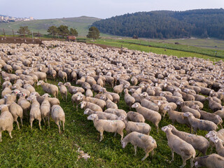 Fototapeta premium Herd of white sheep grazing in a Green landscape.