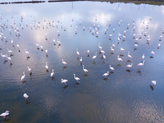 Group of Pink Flamingos in a pond and sky reflection on the water.