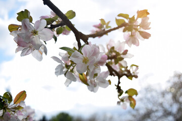 Beautiful white summer or spring flowers on a tree and sunlight. Blurred background. Selective focus. Warm light.