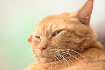 窓辺で目を開けて寝る茶色の猫
