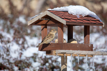 house sparrow, Passer domesticus, feeding in simple homemade wooden bird feeder, birdhouse installed on winter garden in snowy day
